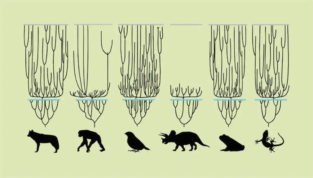 Određivanje tempa evolucije među vrstama