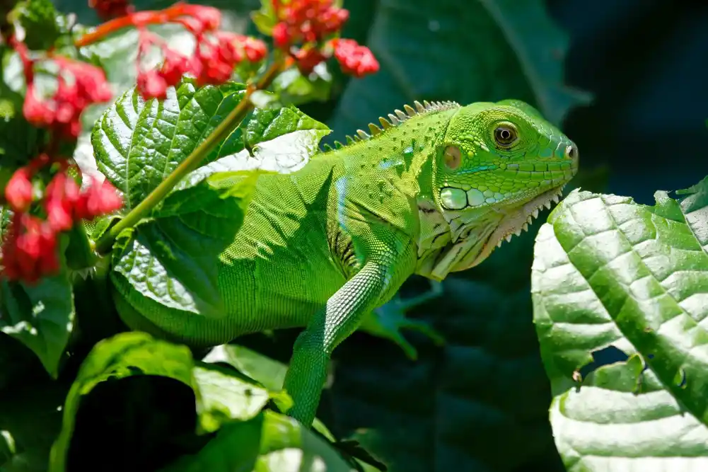 Devojčica zaražena Micobacterium marinum nakon ujeda iguane