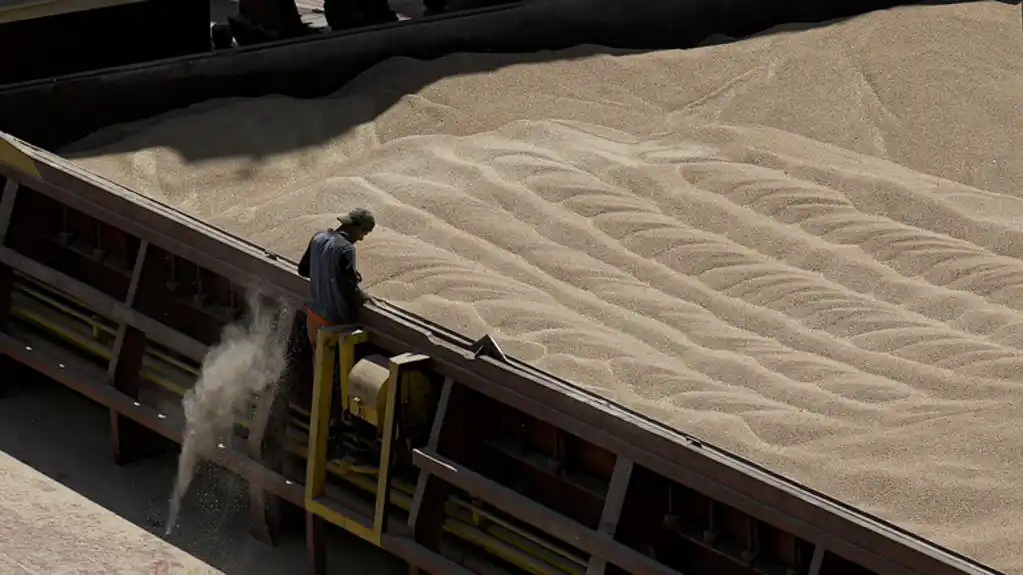 Novosadska berza: Cena pšenice 20 dinara, kukuruza 17,08 dinara
