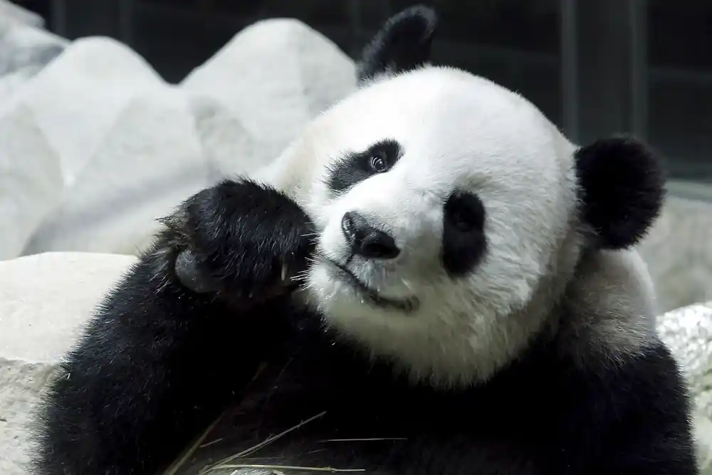 Džinovska panda odlazi u Kinu posle 20 godina u SAD