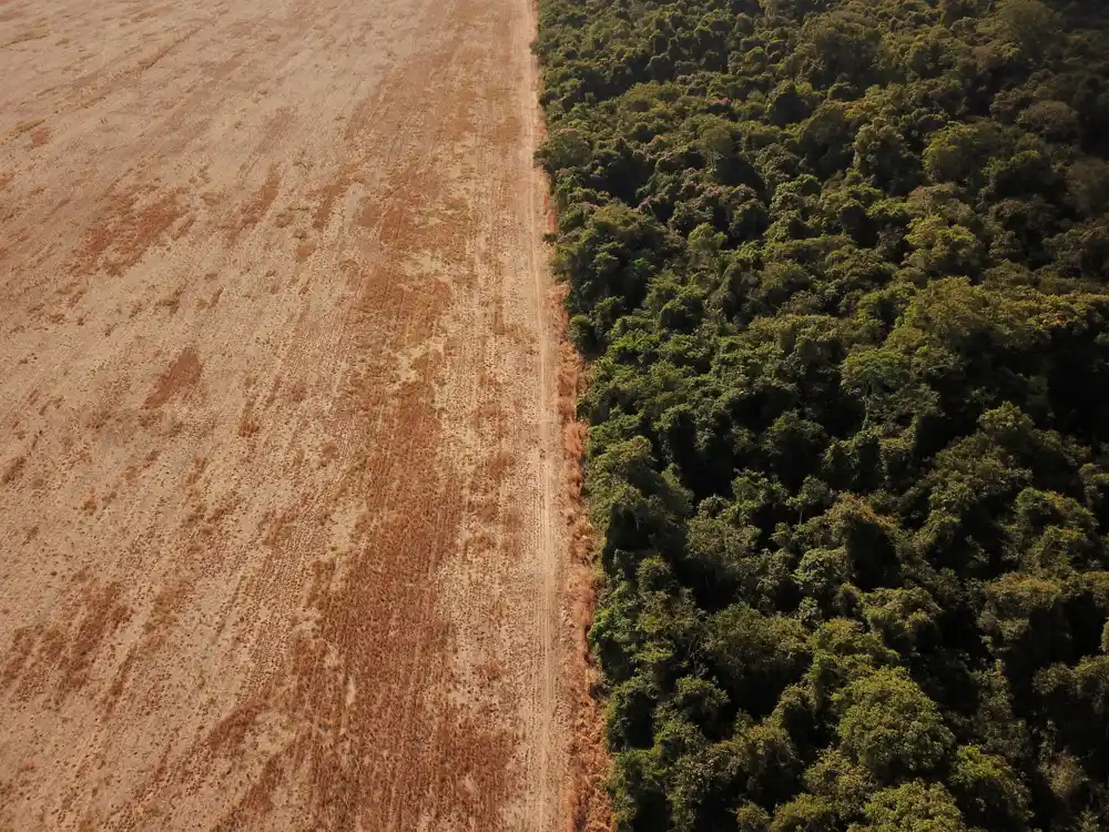 Krčenje šuma u ​​brazilskoj Amazoniji raste u martu