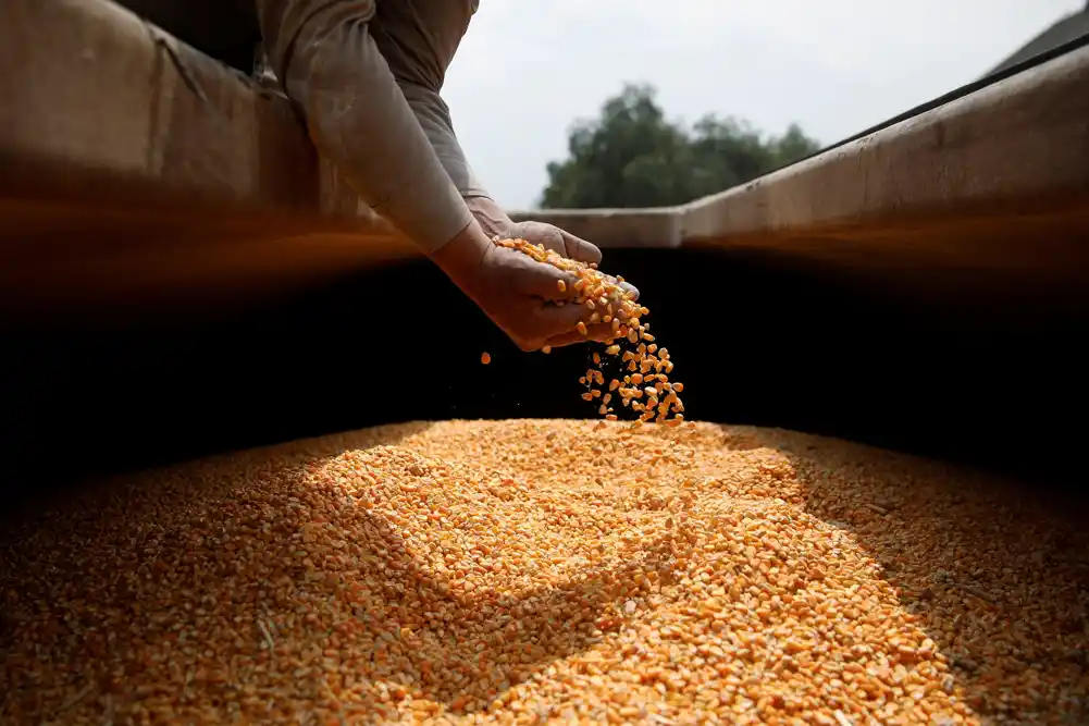 Novosadska berza: Cena pšenice 20,00 dinara, a kukuruza 16,30 dinara
