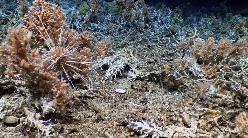 Naučnici otkrivaju netaknute koralne grebene u morskom rezervatu Galapagos