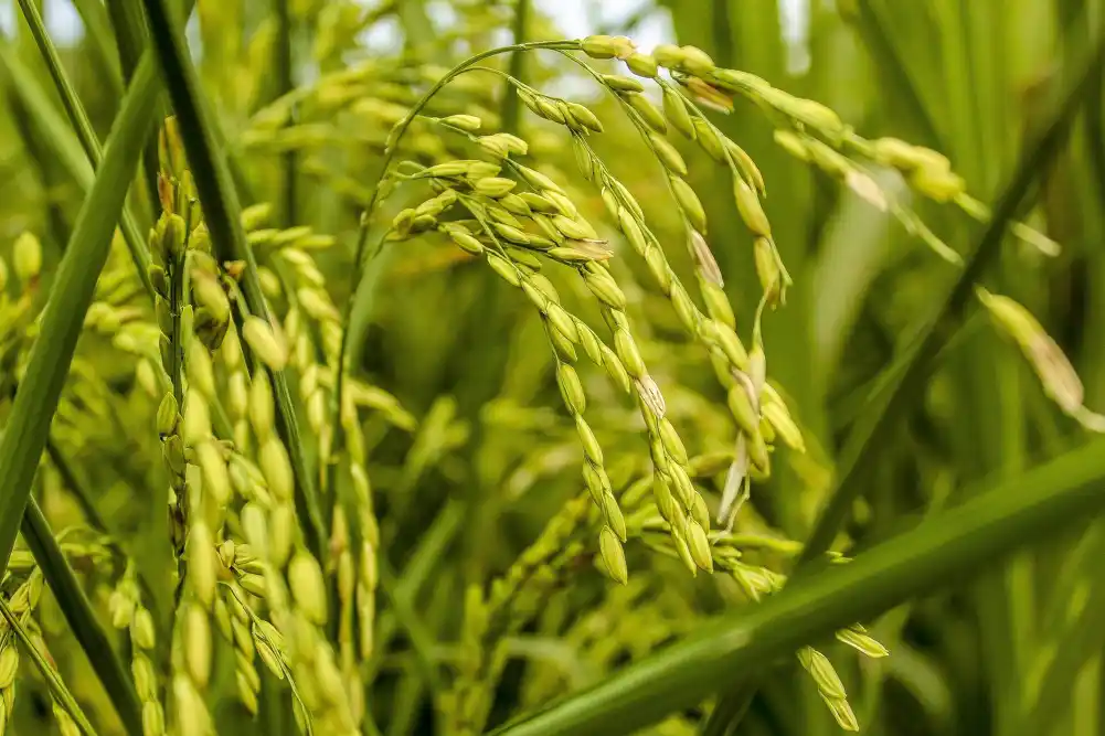Korišćenje alata za uređivanje gena za poboljšanje produktivnosti u usevima pirinča