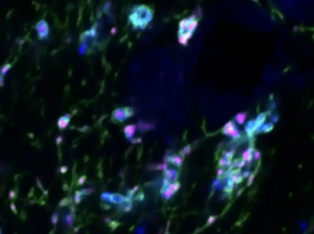 Serotonin omogućava prenos vizuelnih informacija od očiju do talamusa