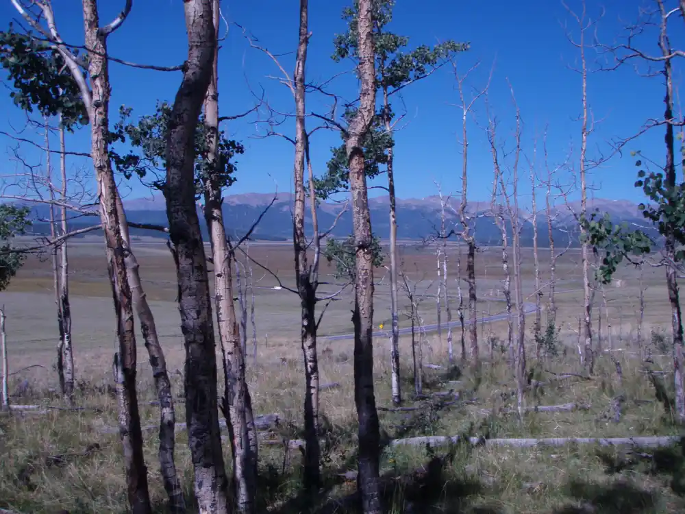 Šume SAD suočavaju se sa nejasnom budućnošću zbog klimatskih promena