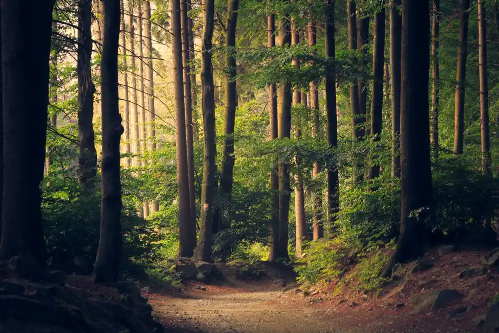 Šume u SAD ne uspevaju da idu u korak sa klimatskim promenama