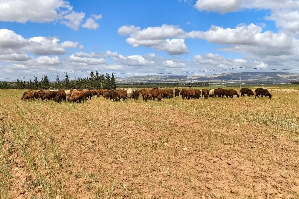 Učestalost „naglih suša“ se povećava zbog klimatskih promena