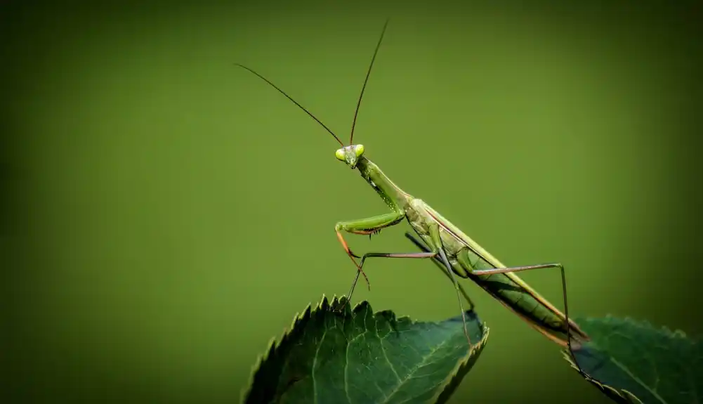 Povećan nivo azota utiče na beskičmenjake i insekte