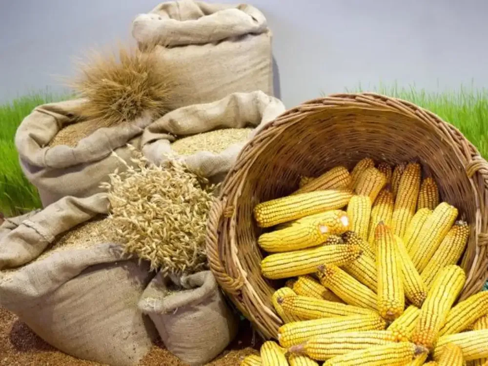 Novosadska berza: Cena pšenice i kukuruza nepromenjena danima