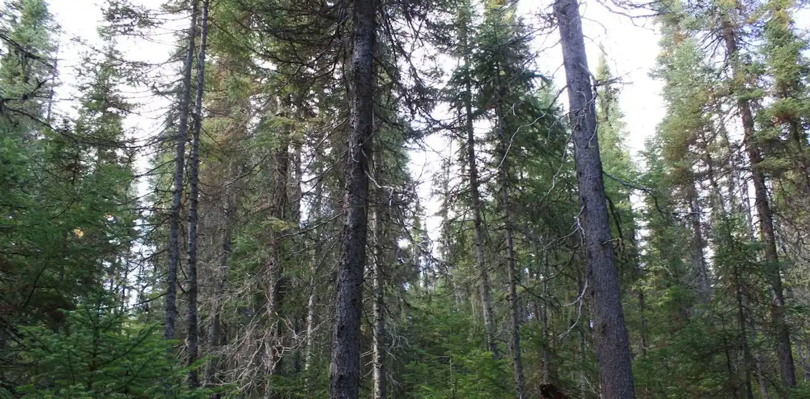 Budućnost je neizvesna za naše poslednje stare borealne šume