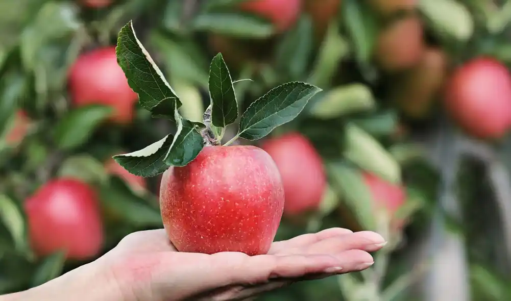 Nova metoda detekcije pesticida može otkriti tragove kontaminacije na voću koje pranje ne može ukloniti