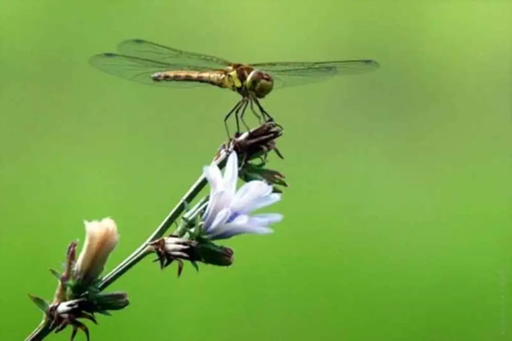 Kako insekti prate mirise