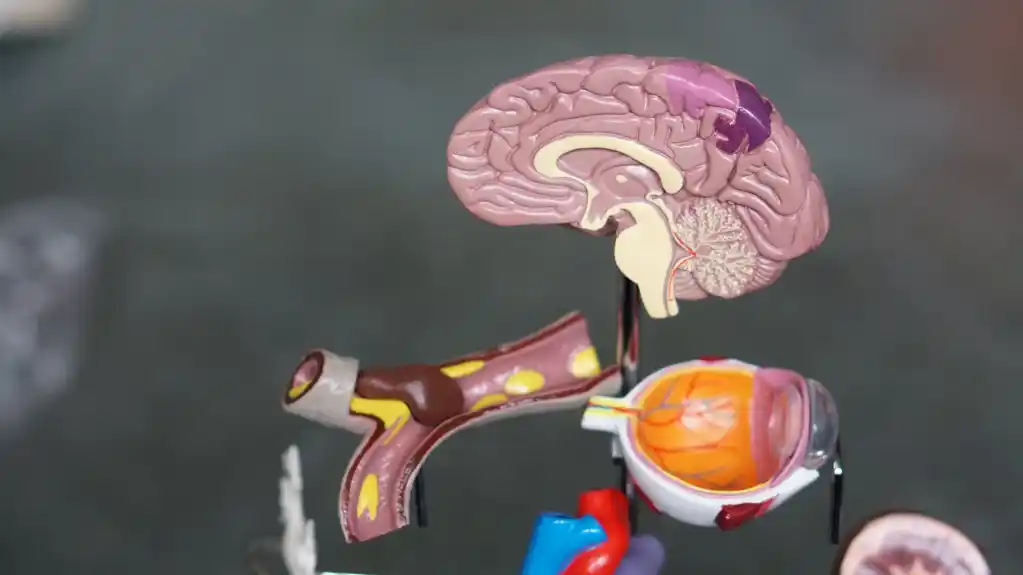 Istraživač razvija novi terapeutski agens za hemoragični moždani udar