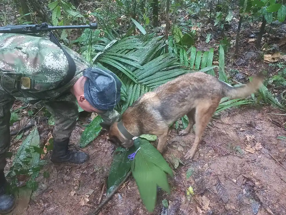 Kolumbijska deca pronađena živa u džungli nedeljama nakon pada aviona