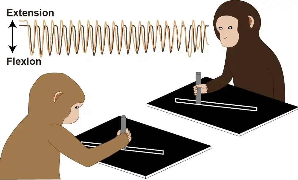 Majmun vidi, majmun radi: Posmatranje makaka radi boljeg razumevanja sinhronizacije pokreta