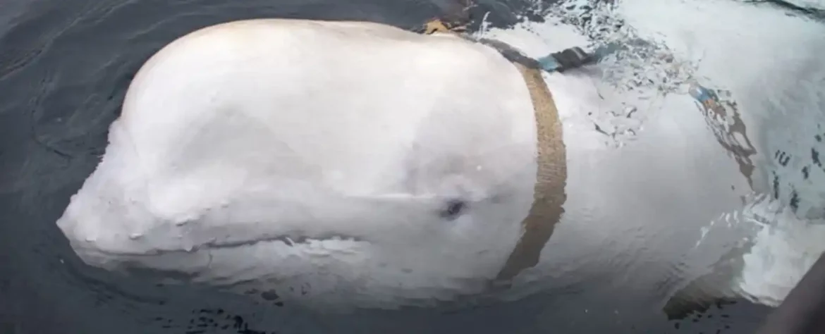 Misteriozni ‘špijunski’ kit izlazi na površinu kod obale Švedske