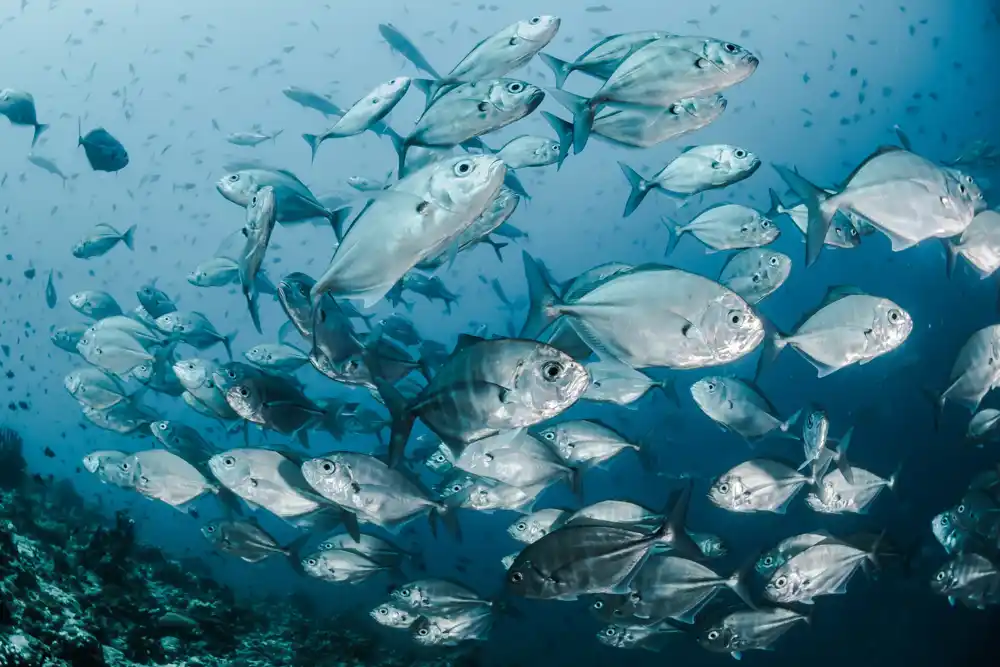 Morske ribe reaguju na zagrevanje okeana premeštanjem prema polovima