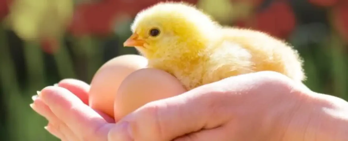 Boja kokoške utiče na efikasnost učenja pilića, pokazuje studija