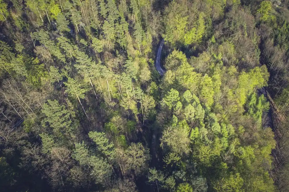 Novi napredak za detekciju visine stabala sa satelitskim snimcima