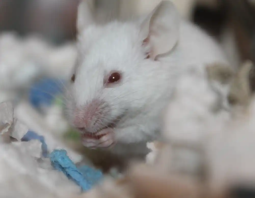 Miris ženki ubrzava rast kod mladih mužjaka miševa