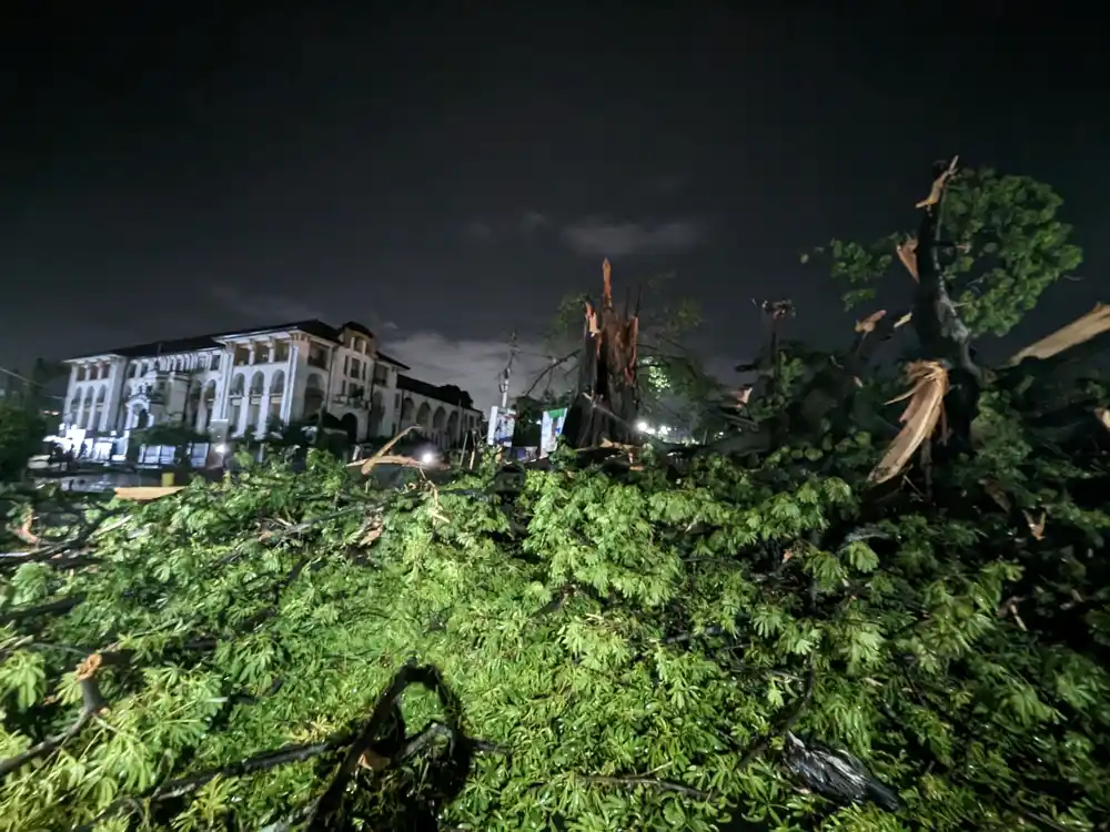 Oluja srušila istorijsko drvo pamuka u Sijera Leoneu, simbol slobode
