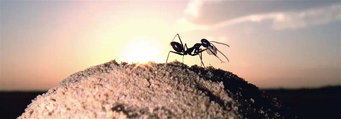 Pustinjski mravi povećavaju vidljivost ulaza u svoja gnezda u odsustvu orijentira