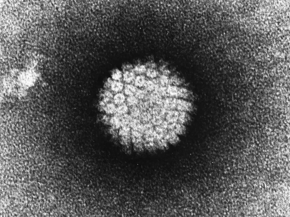 Studija otkriva da isһrana doprinosi riziku od raka povezanog sa HPV-om