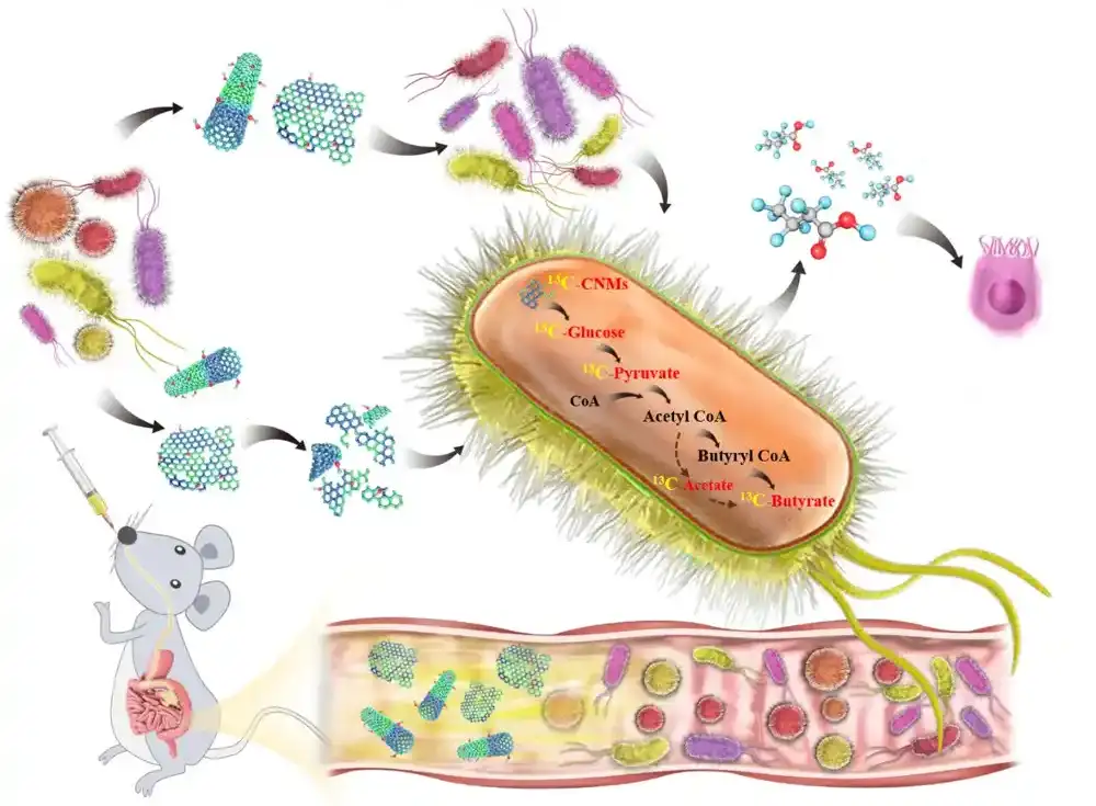 Studija otkriva da mikrobiom creva može fermentirati ugljenične nanomaterijale u organske metabolite