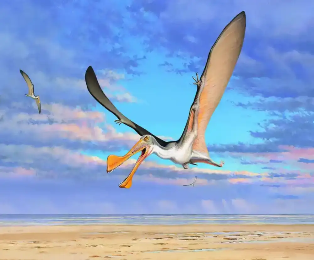 Studija otkriva da su kosti pterosaurusa stare 107 miliona godina najstarije u Australiji