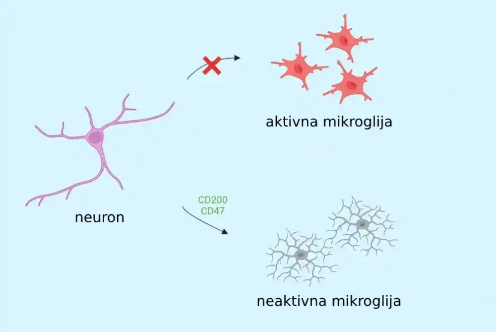 Studija otkriva da su mikroglijalne ćelije manje aktivne kod ljudi sa depresijom