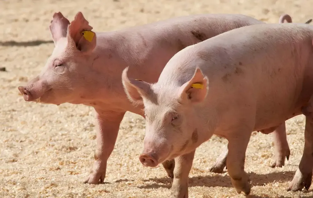 U četiri sela u okolini Čačka svinje zaražene afričkom kugom