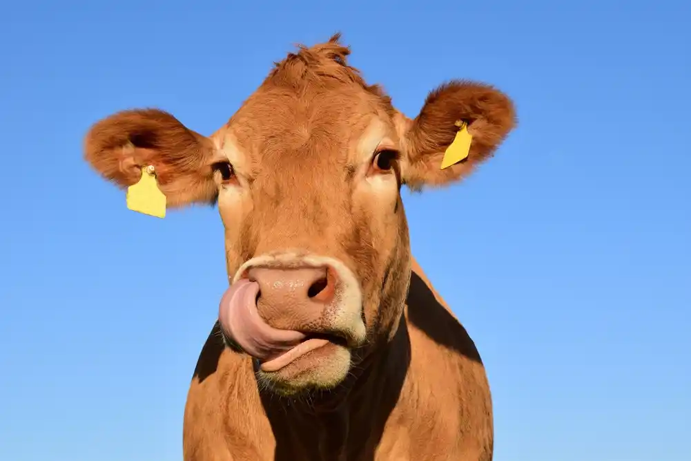 U SAD otkriven slučaj atipičnog „kravljeg ludila“