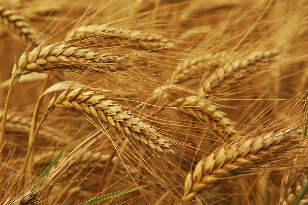 Novosadska berza: Cena pšenice 23,25 dinara, kukuruza 20,5 dinara