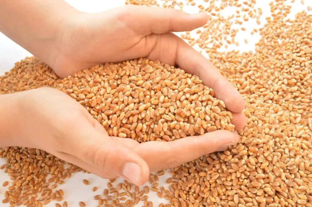 Novosadska berza: Cena pšenice 20,5 dinara, kukuruza 17,3 dinara