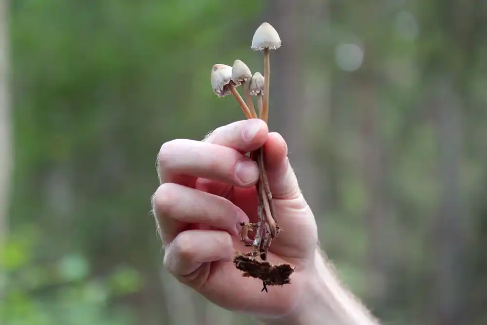 Australija dozvoljava MDMA, magične pečurke za lečenje