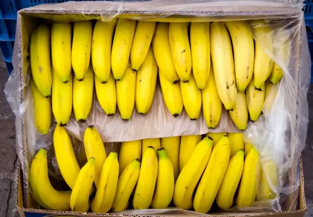 Češka policija zaplenila 646 kilograma kokaina u tovaru banana