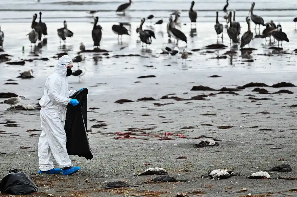 Nedavna masovna smrt morskih ptica u Čileu nije posledica ptičijeg gripa