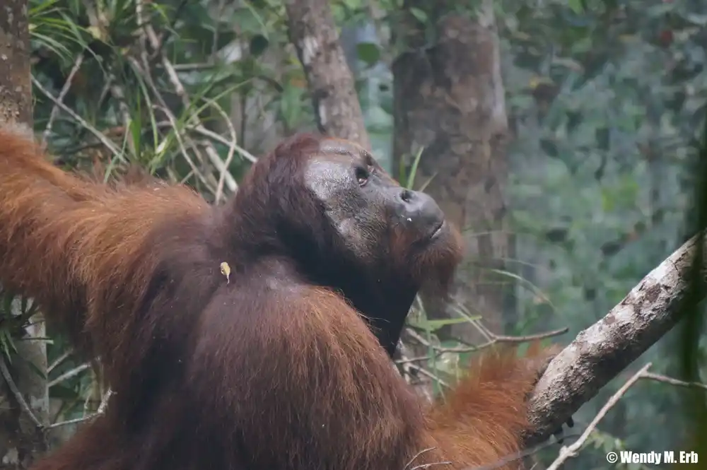 Dim od šumskog požara preti već ugroženim orangutanima