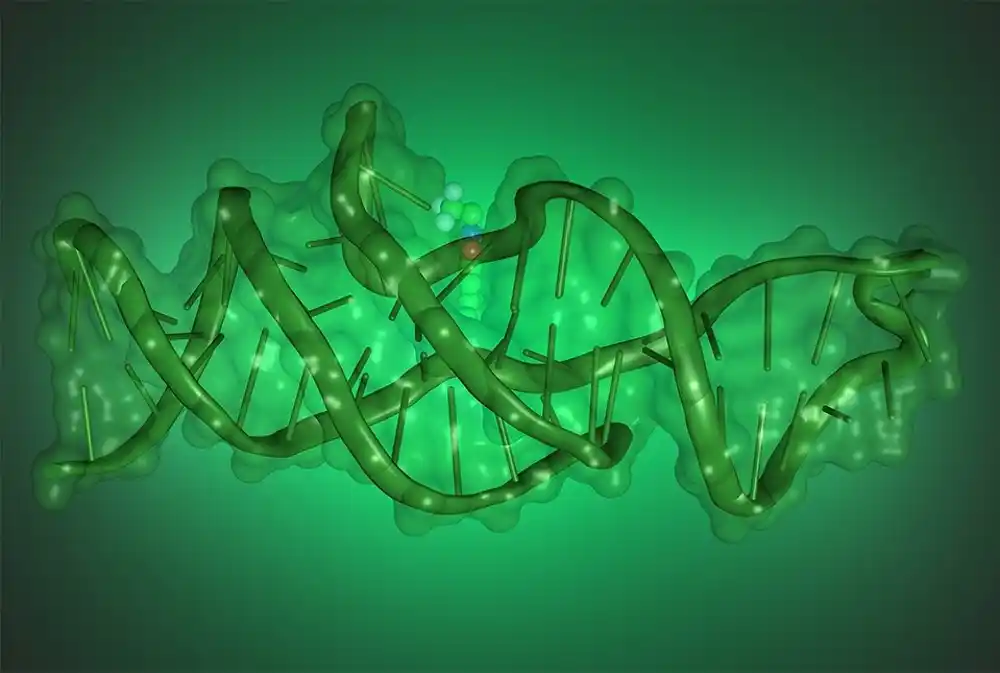 DNK se može savijati u složene oblike da bi izvršila nove funkcije