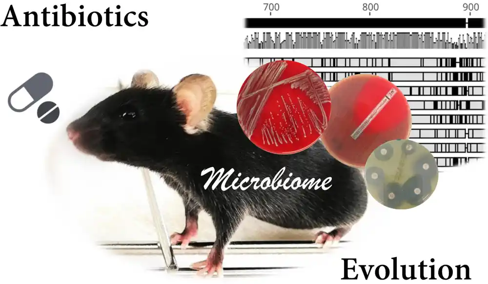 Kako mikrobiom creva reaguje na antibiotike