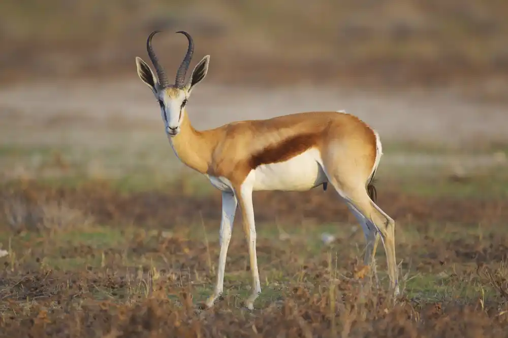 Kako su antilope pod pretnjom klimatske krize reagovale na rastuće temperature