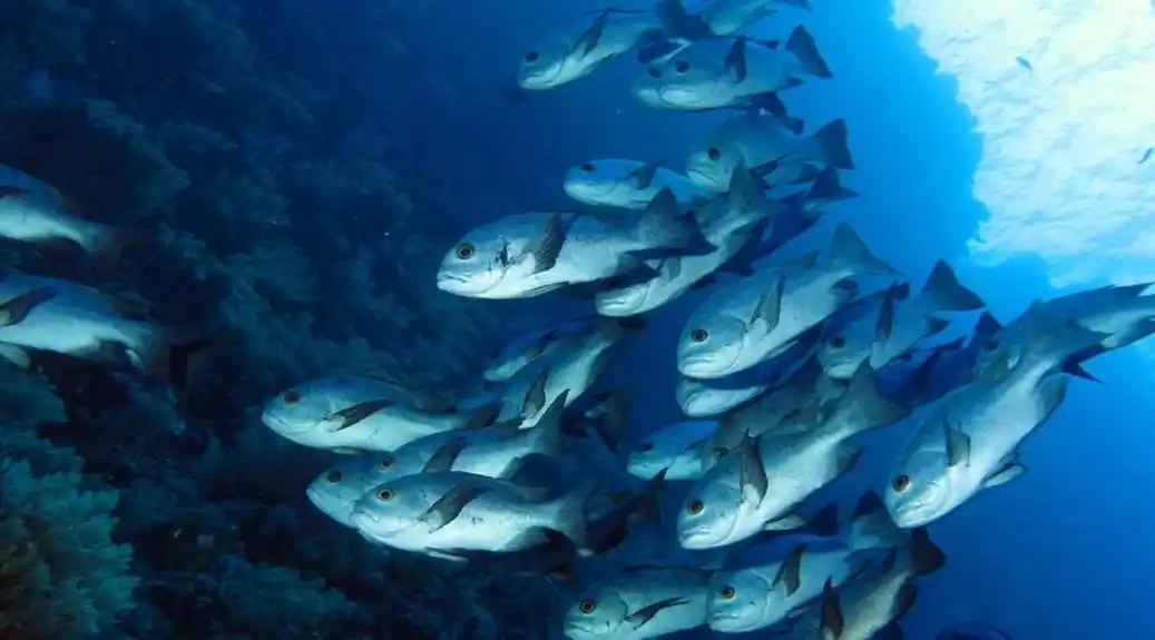 Kako toplije vode usled klimatskih promena utiču na biohemiju i rast riba