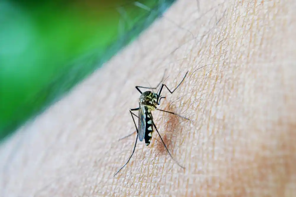 Kipar se bori protiv komaraca koji prenose bolesti tako što ih razmnožava sa ozračenim, sterilizovanim komarcima