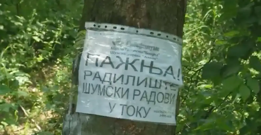 Seča drveća u Košutnjaku – stanari strahuju da ne „niknu“ zgrade