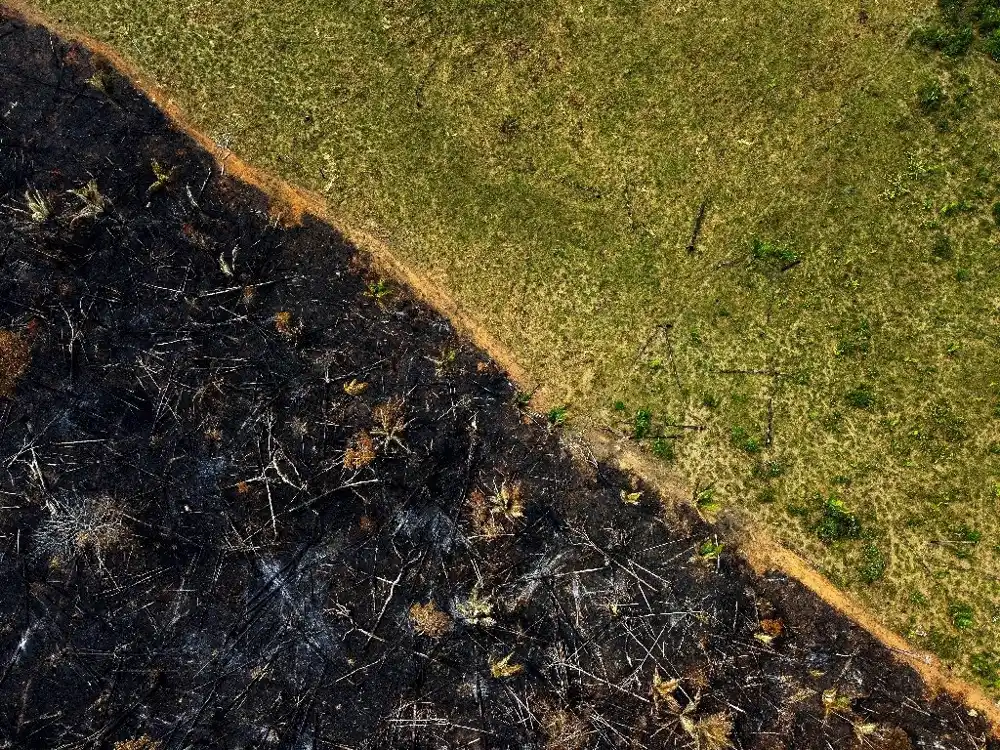 Krčenje šuma u ​​brazilskoj amazonskoj prašumi palo je na najniži nivo od 2016, kaže vlada