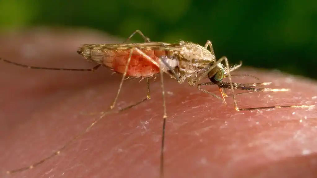 Pronalaženje leka za malariju može biti čak i izazovnije nego što se mislilo