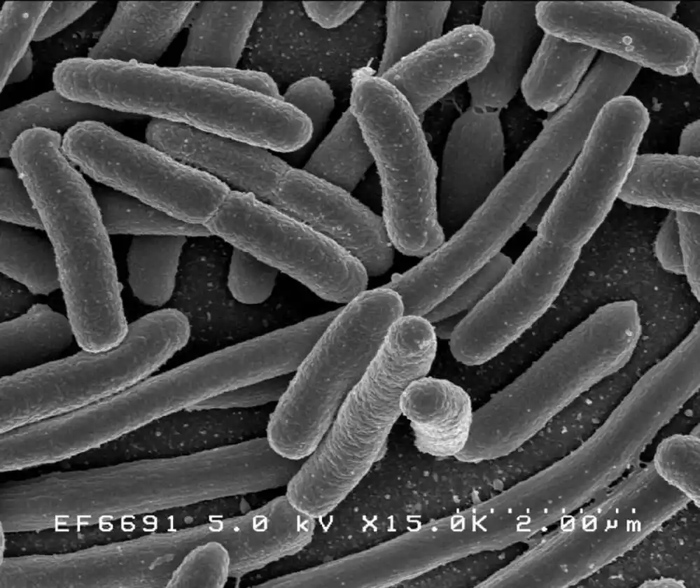 Mapiranje evolucije glavnog faktora virulencije E. coli nudi novi cilj leka