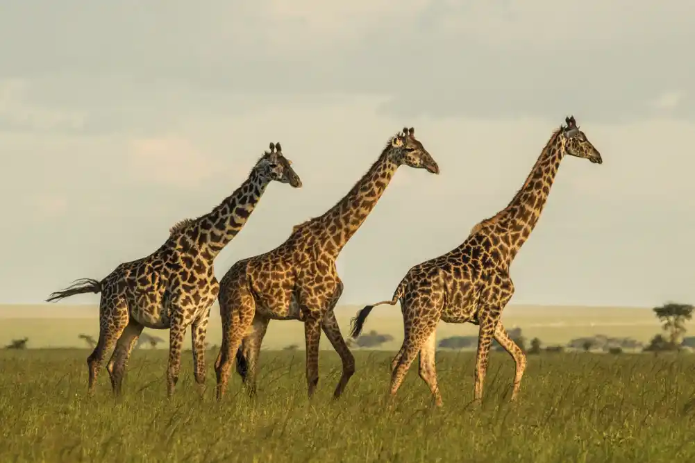 Masai žirafe ugroženije nego što se ranije mislilo