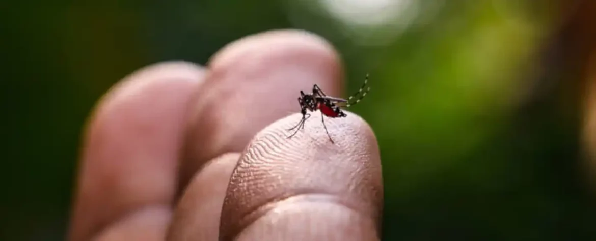Istraživanje prenosa bolesti komaraca pod klimatskim promenama